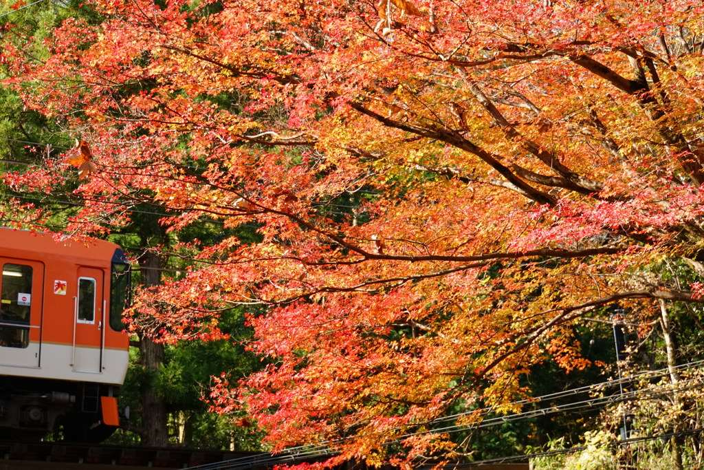 もみじ列車