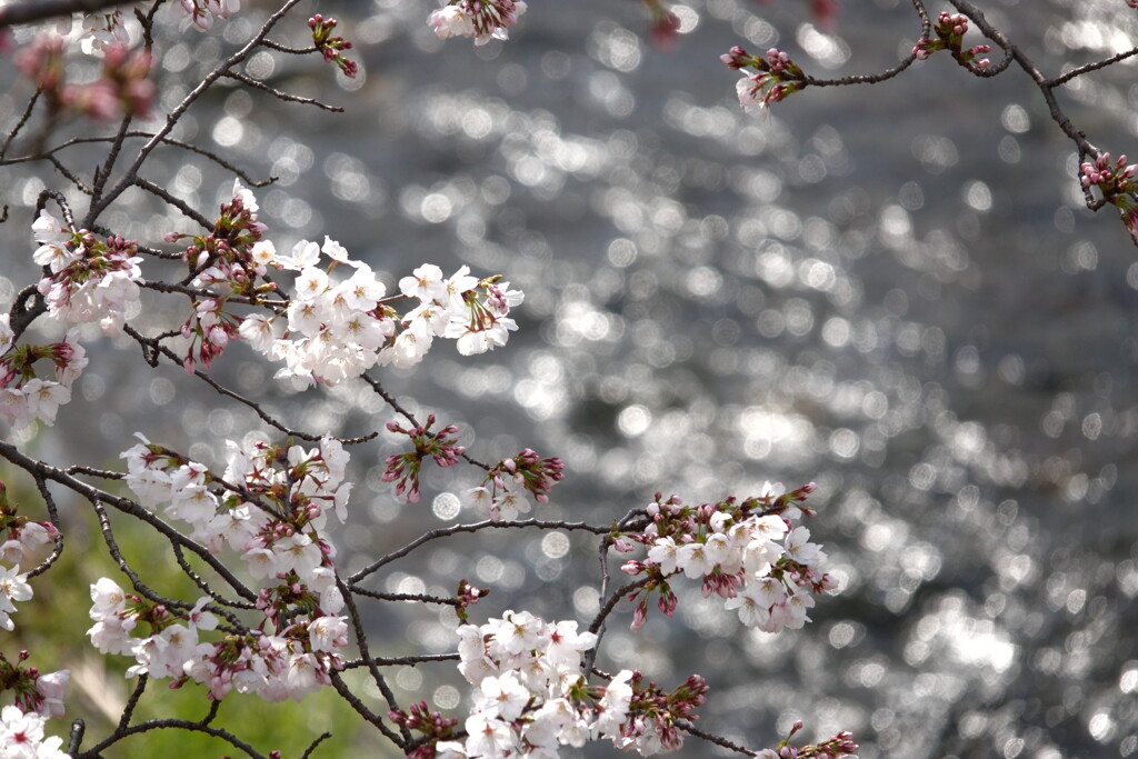 sakura saku