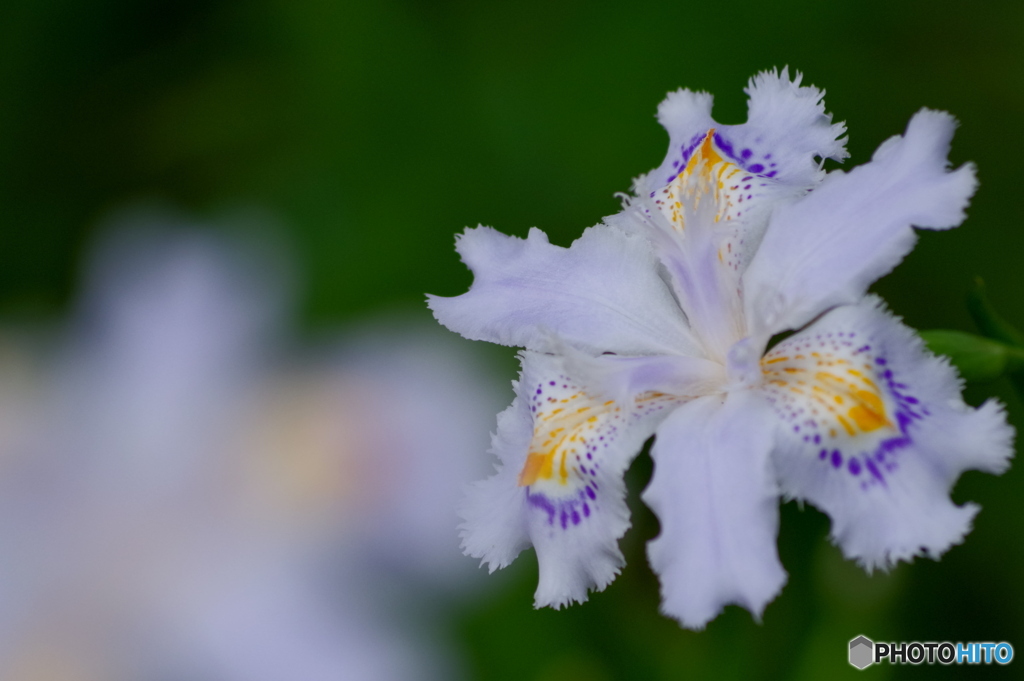 ２度目のシャガ