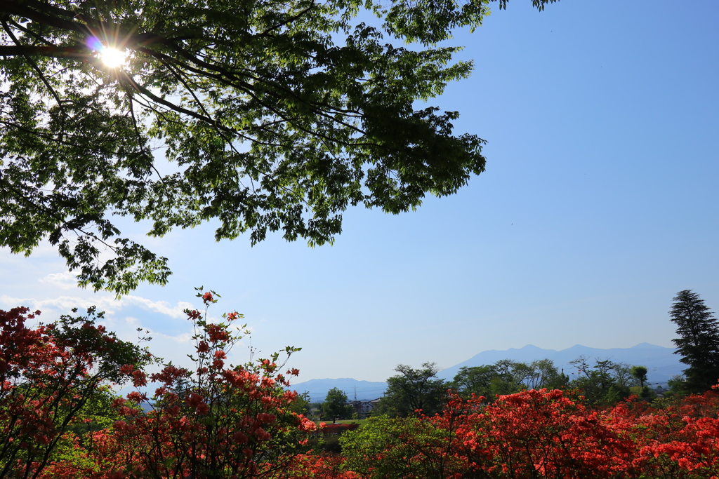 矢板_長峰公園_つつじ③