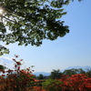 矢板_長峰公園_つつじ③