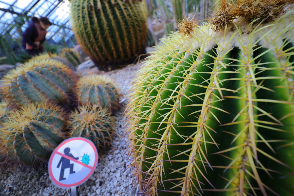 筑波実験植物園①