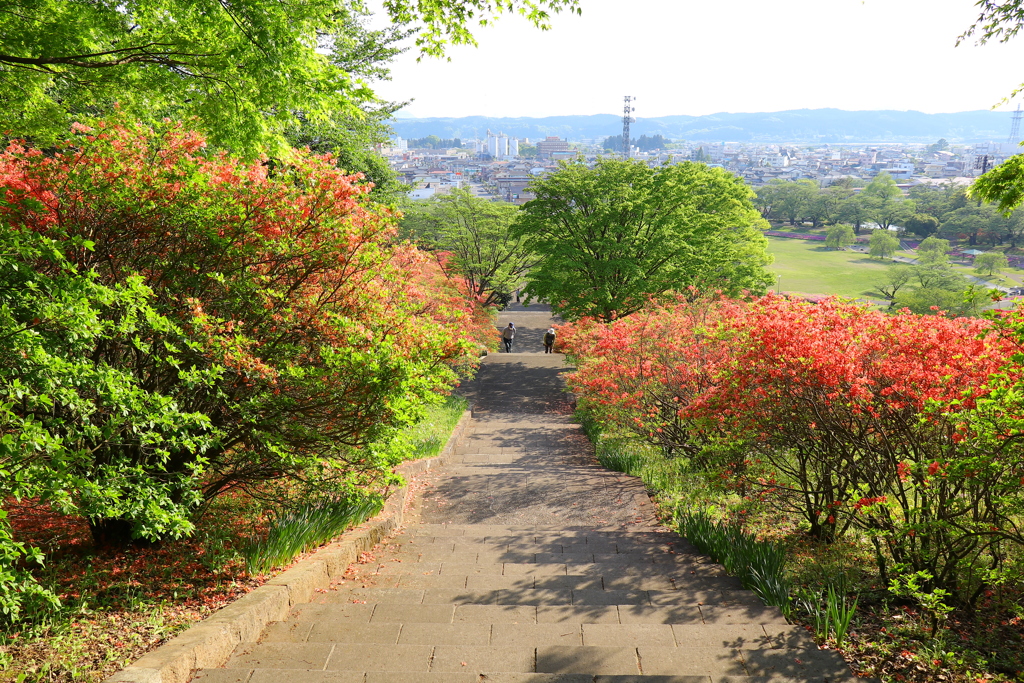 矢板_長峰公園_つつじ⑤