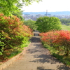 矢板_長峰公園_つつじ⑤