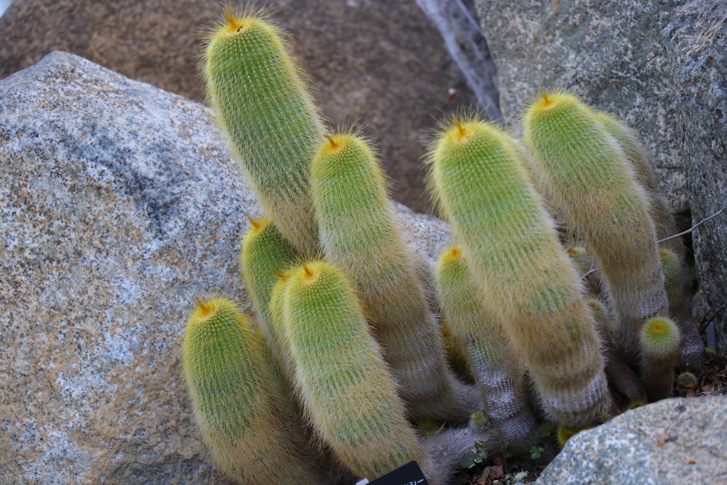 筑波実験植物園③