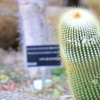 筑波実験植物園②