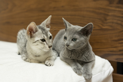 子猫のおしゃべり