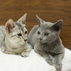 子猫のおしゃべり