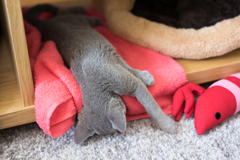 流れ落ちる猫