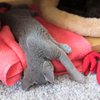 流れ落ちる猫