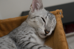「眠いのであとにしてください」
