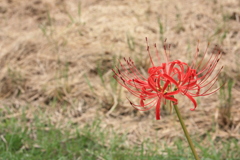 彼岸花