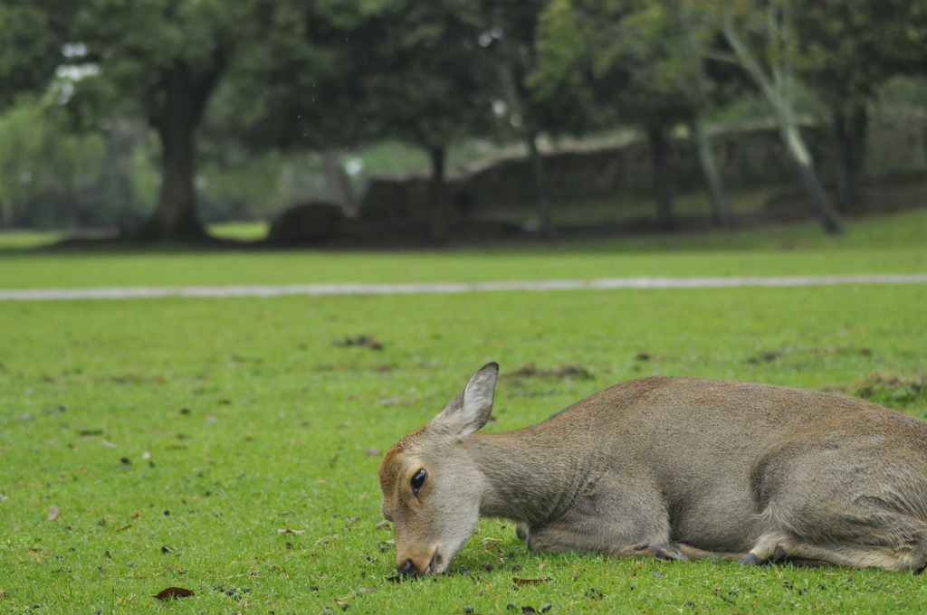 奈良公園