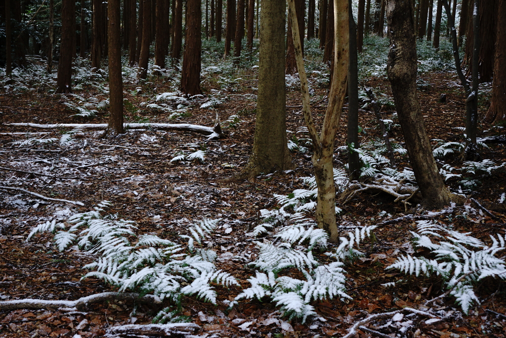 淡雪