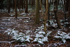 淡雪