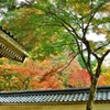 甍越しに