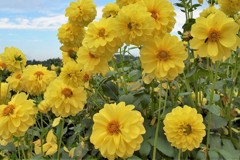 黄色い花は元気をくれる