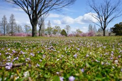 雑草も春の賑わい