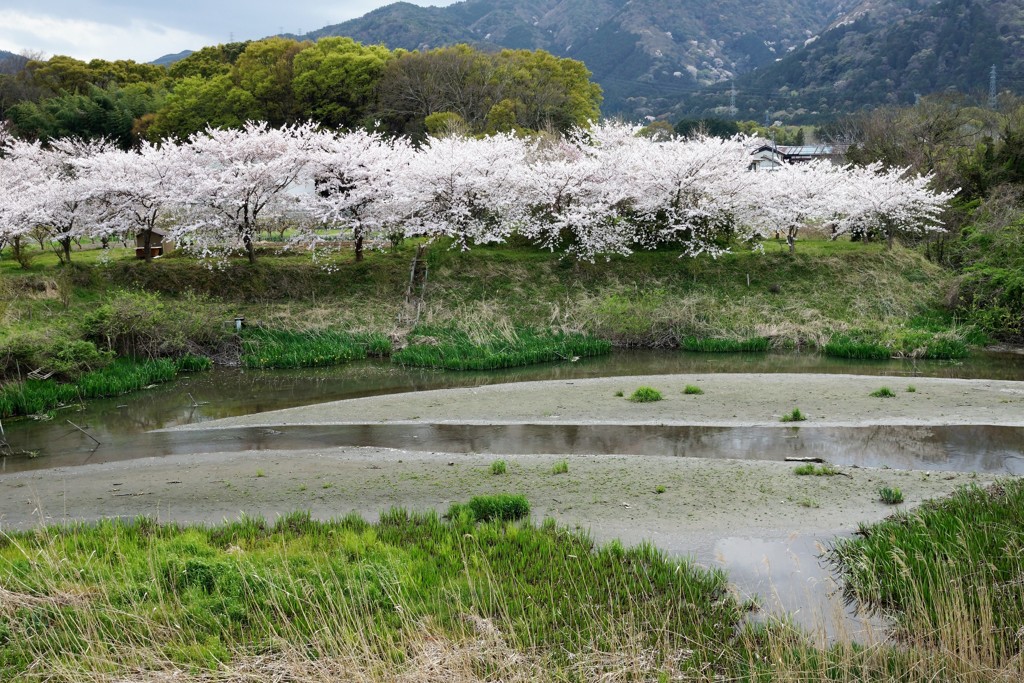 津屋川