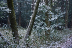 春の雪