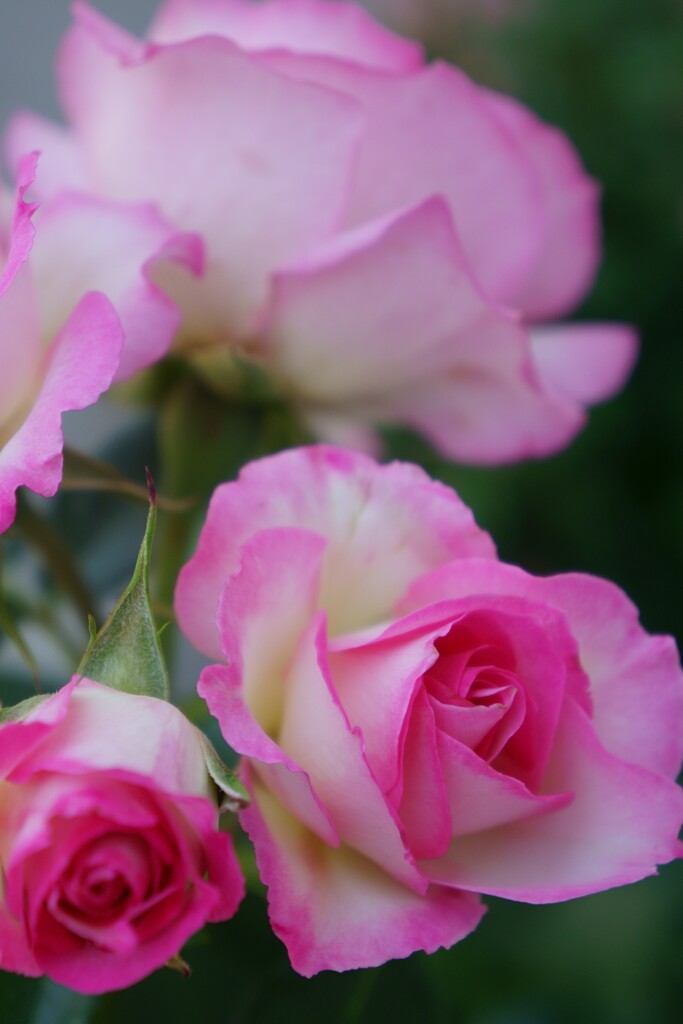 魅惑の薔薇