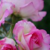 魅惑の薔薇