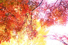 紅葉・丸岡山観音寺