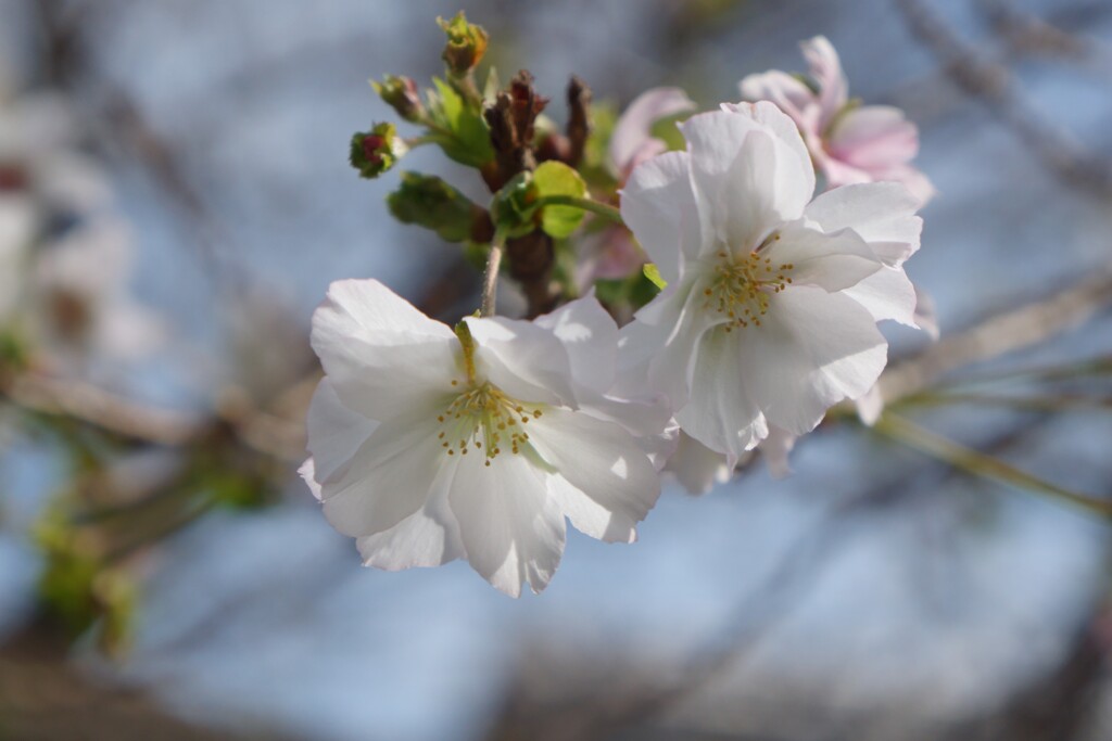 十月桜