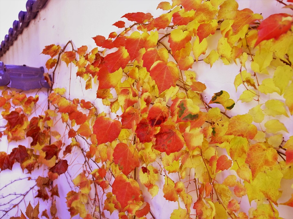紅葉・蔦
