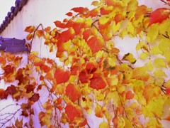 紅葉・蔦