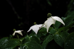 山法師