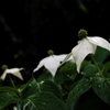 山法師