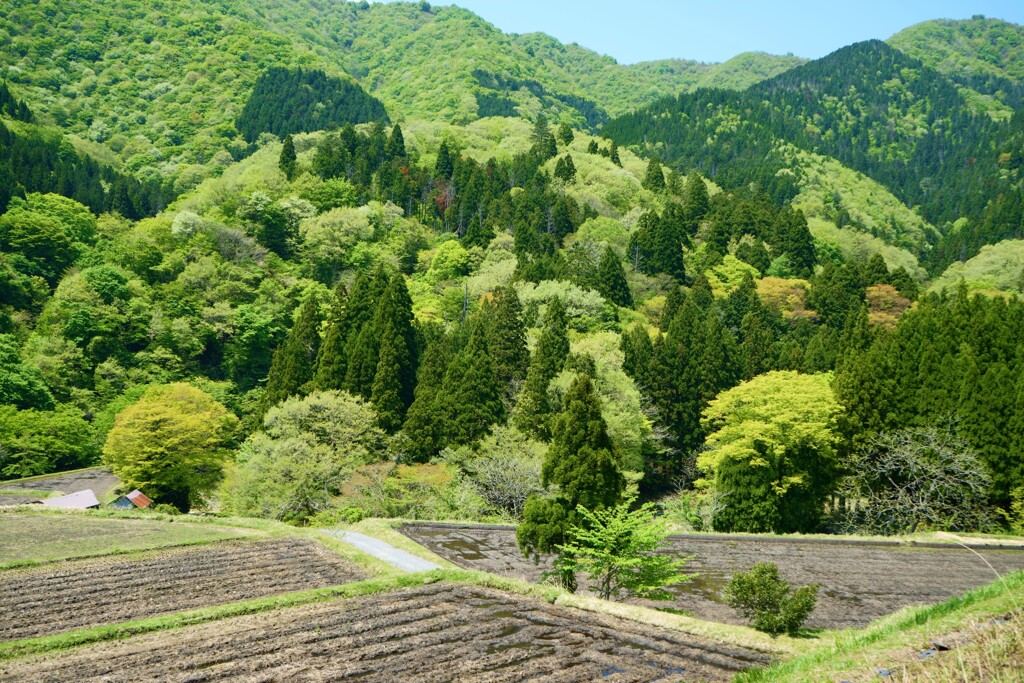 新緑も良し