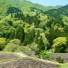 新緑も良し