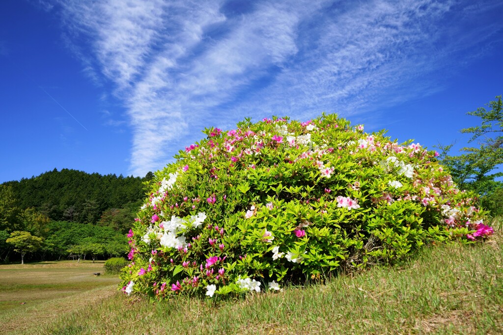 花モグラ