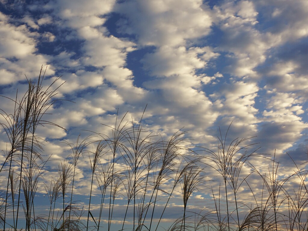 秋雲