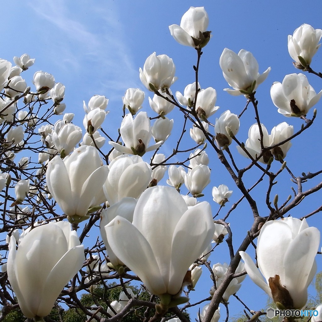 白木蓮 By 花撮りg Id 写真共有サイト Photohito