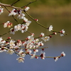 春の小川