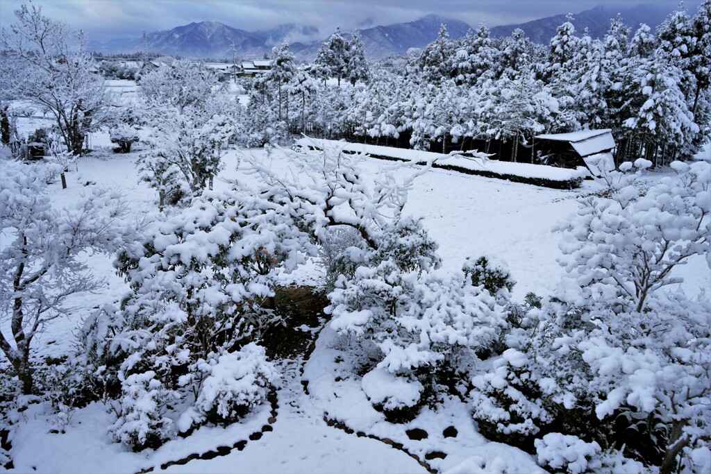 綿雪