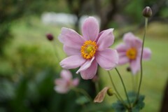 秋明菊