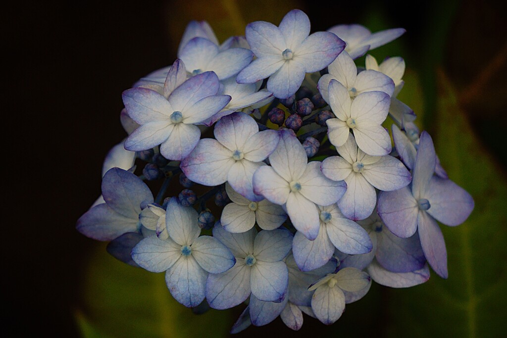 花手鞠