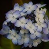 花手鞠