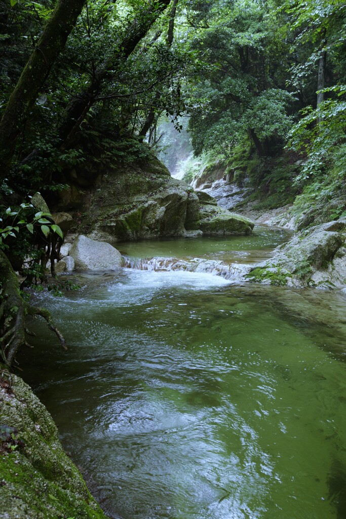 翠の渓流