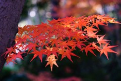 紅葉・諸戸庭園