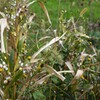 秋の草っぱら