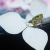 紫陽花のベッド