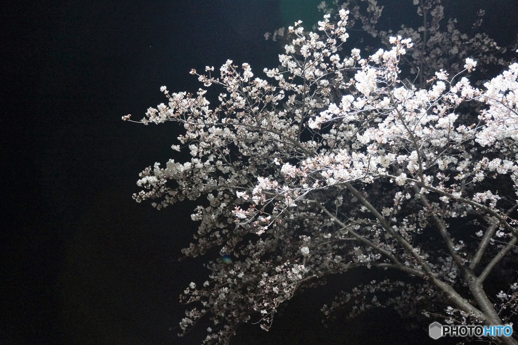 今夜の桜