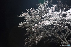 今夜の桜