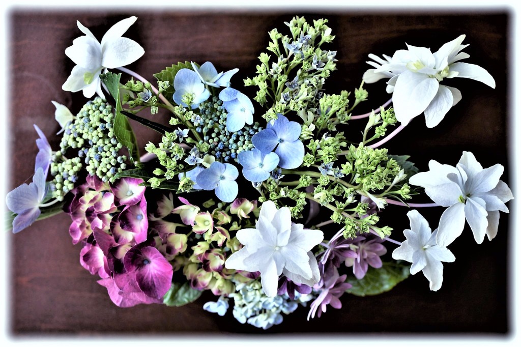 紫陽花