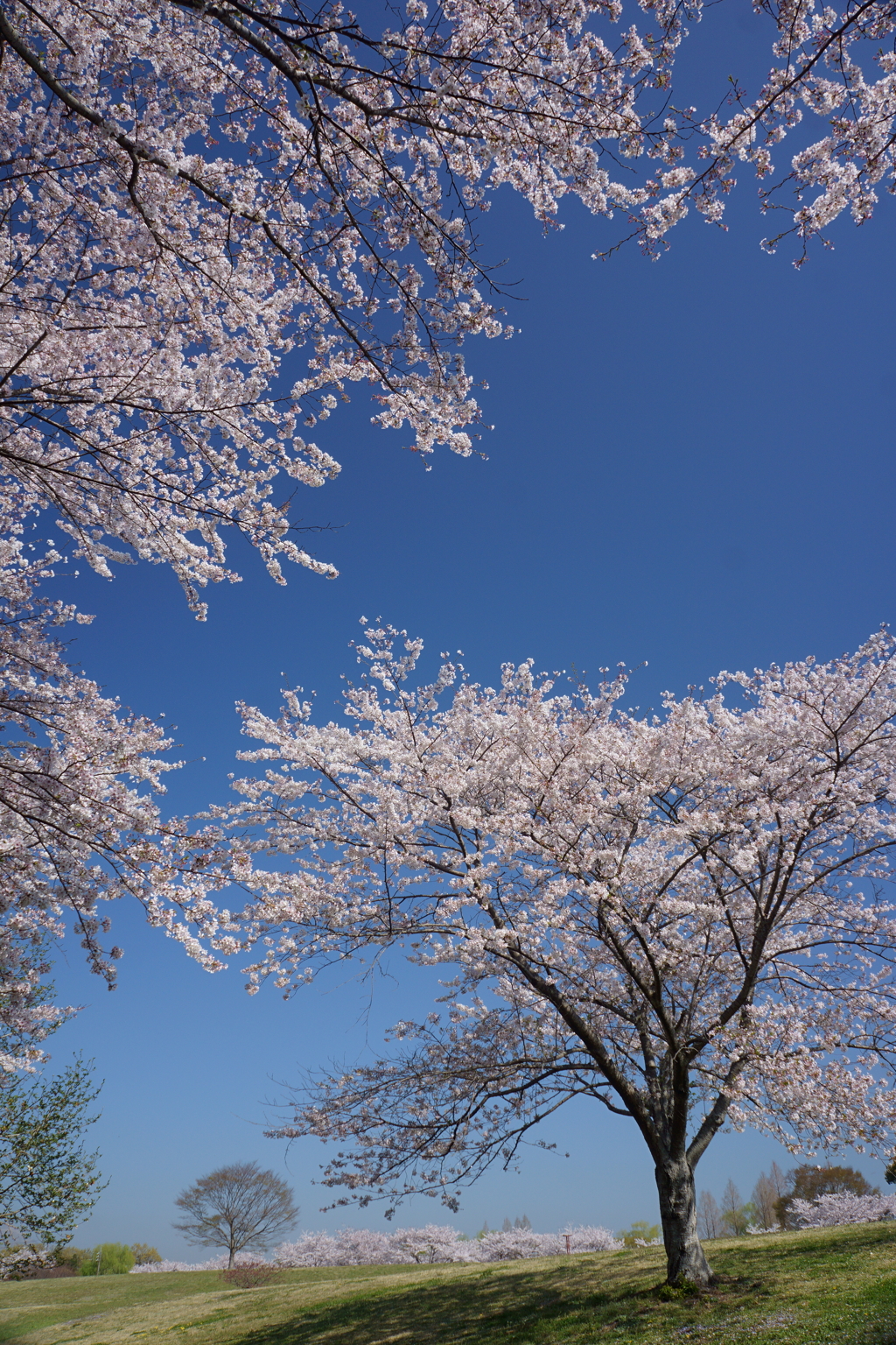 青空を奪う